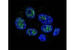 Confocal immunofluorescent analysis of eNos antibody with HepG2 cells followed by Alexa Fluor 488-conjugated goat anti-rabbit lgG (green). (ENOS antibody  (AA 1156-1183))