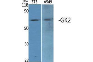 Western Blot (WB) analysis of specific cells using GK2 Polyclonal Antibody. (GK2 antibody  (Internal Region))