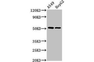 Western Blot Positive WB detected in: A549 whole cell lysate, HepG2 whole cell lysate All lanes: PPOX antibody at 2. (PPOX antibody  (AA 1-477))