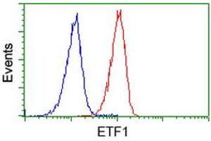 Image no. 3 for anti-Eukaryotic Translation Termination Factor 1 (ETF1) antibody (ABIN1498129) (ETF1 antibody)