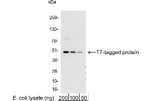 anti-T7-Tag antibody