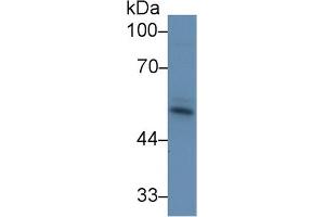 Western Blot; Sample: Bovine Skeletal muscle lysate; Primary Ab: 1µg/ml Rabbit Anti-Bovine ACVR2A Antibody Second Ab: 0.