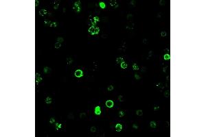 Immunofluorescence (IF) image for anti-CD8a Molecule (CD8A) antibody (ABIN6941073)