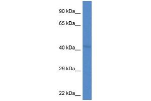 LRP2BP antibody  (Middle Region)