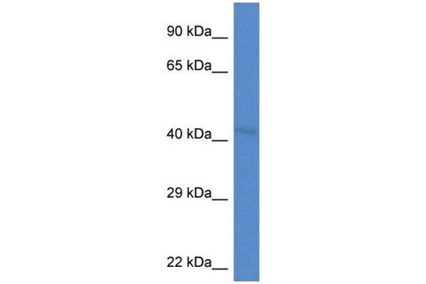 LRP2BP antibody  (Middle Region)