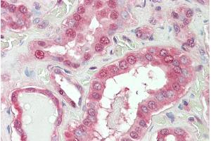ABIN768583 (5µg/ml) staining of paraffin embedded Human Kidney.
