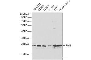 Western blot analysis of extracts of various cell lines using RAN Polyclonal Antibody at dilution of 1:1000. (RAN antibody)