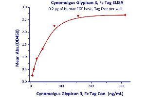 Measured by its binding ability in a functional ELISA. (Glypican 3 Protein (GPC3) (AA 25-559) (Fc Tag))