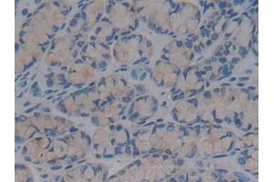 Immunohistochemistry (IHC) image for anti-Bactericidal/Permeability Increasing Protein (BPI) (AA 320-457) antibody (ABIN7433300)