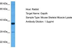 Host: Rabbit Target Name: GAPDH Sample Tissue: Mouse Skeletal Muscle Antibody Dilution: 1ug/ml (GAPDH antibody  (Middle Region))