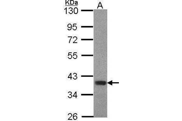 FOXB1 antibody  (C-Term)