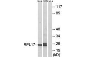 Western blot analysis of extracts from HeLa/COS7 cells, using RPL17 Antibody. (RPL17 antibody  (AA 101-150))