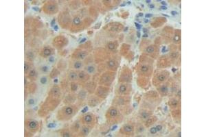 IHC-P analysis of Human Tissue, with DAB staining. (FAM20A antibody  (AA 368-541))