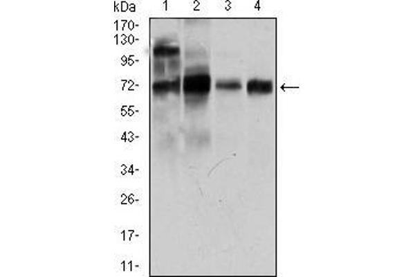 Calmegin antibody  (AA 249-405)