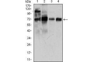 Western blot analysis using CLGN mouse mAb against LNCaP (1), HepG2 (2), PC-3 (3), and Raji (4) cell lysate. (Calmegin antibody  (AA 249-405))