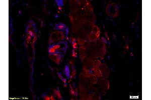 Immunofluorescence (IF) image for anti-Hepatitis B Virus Surface Antigen (HBsAg) antibody (ABIN723066) (HBSAg antibody)