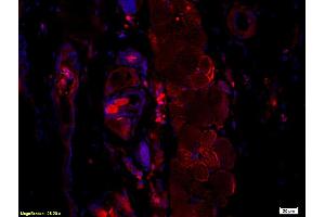 Immunofluorescence (IF) image for anti-Hepatitis B Virus Surface Antigen (HBsAg) antibody (ABIN723066)