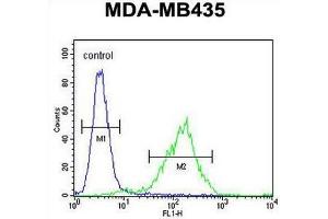 CK073 Antibody (N-term) flow cytometric analysis of MDA-MB435 cells (right histogram) compared to a negative control cell (left histogram). (C11orf73 antibody  (N-Term))