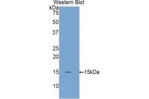 Western blot analysis of the recombinant protein. (INHBC antibody  (AA 237-352))