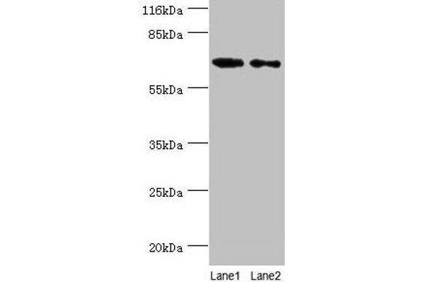GALNT14 anticorps  (AA 1-552)