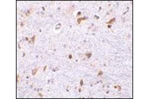 Immunohistochemistry of PDCD4 in mouse brain tissue with this product at 2. (PDCD4 antibody  (C-Term))