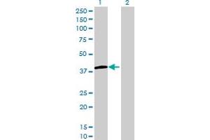 Western Blot analysis of LMAN2L expression in transfected 293T cell line by LMAN2L MaxPab polyclonal antibody. (LMAN2L antibody  (AA 1-348))