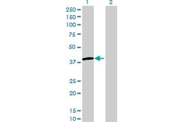 LMAN2L antibody  (AA 1-348)