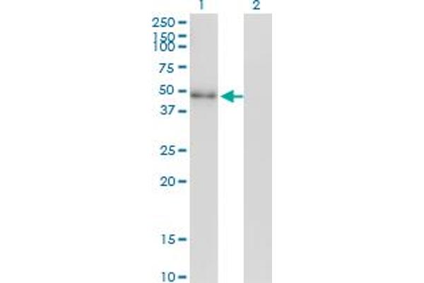 NEUROD2 antibody  (AA 266-375)