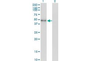 NEUROD2 antibody  (AA 266-375)