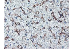 Immunohistochemical staining of paraffin-embedded Human liver tissue using anti-NPTN mouse monoclonal antibody.
