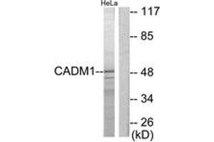 Western blot analysis of extracts from HeLa cells, using CADM1 Antibody. (CADM1 antibody  (AA 393-442))