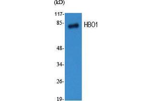 Western Blot (WB) analysis of specific cells using HBO1 Polyclonal Antibody. (MYST2 antibody  (Internal Region))