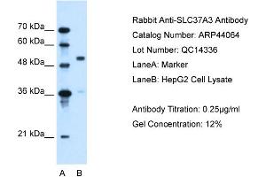 WB Suggested Anti-SLC37A3  Antibody Titration: 0.