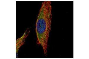 ICC/IF Image Confocal immunofluorescence analysis (Olympus FV10i) of methanol-fixed HeLa, using UNC13B, antibody (Green) at 1:500 dilution. (UNC13B antibody  (Internal Region))