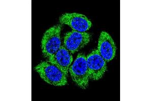 Confocal immunofluorescent analysis of GCLM Antibody (C-term) (ABIN653046 and ABIN2842657) with 293 cell followed by Alexa Fluor 488-conjugated goat anti-rabbit lgG (green).