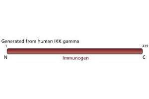 Image no. 2 for anti-Inhibitor of kappa Light Polypeptide Gene Enhancer in B-Cells, Kinase gamma (IKBKG) antibody (ABIN967646) (IKBKG antibody)