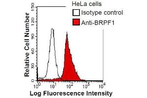 HeLa cells were fixed in 2% paraformaldehyde/PBS and then permeabilized in 90% methanol. (BRPF1 antibody)