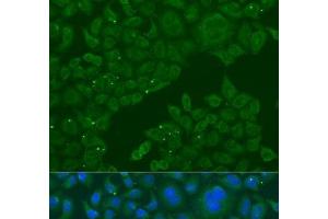 Immunofluorescence analysis of U2OS cells using B3GALNT1 Polyclonal Antibody at dilution of 1:100. (B3GALNT1 antibody)