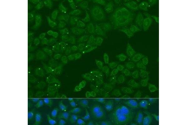 B3GALNT1 antibody