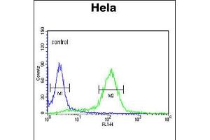 Flow cytometric analysis of Hela cells (right histogram) compared to a negative control cell (left histogram). (STIP1 antibody  (C-Term))