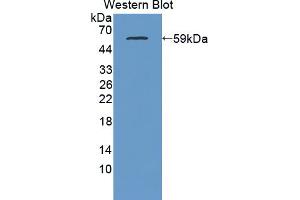 Figure. (C1QTNF1 antibody  (AA 26-281))