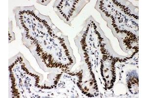 IHC-P: Nucleophosmin antibody testing of mouse intestine tissue