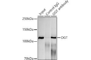 Immunoprecipitation analysis of 300 μg extracts of HeLa cells using 3 μg OGT antibody (ABIN7269074). (OGT antibody)