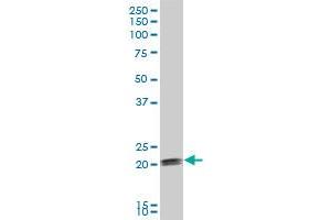 COPS8 antibody  (AA 1-209)