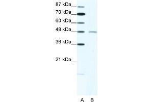WB Suggested Anti-CHRND Antibody   Titration: 2. (CHRND antibody  (N-Term))