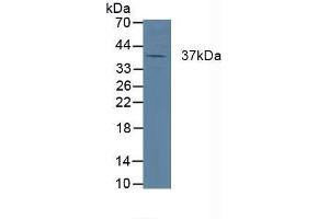 Cathepsin K antibody  (AA 54-317)