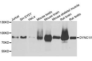 Western blot analysis of extracts of various cell lines, using DYNC1I1 antibody. (DYNC1I1 antibody)