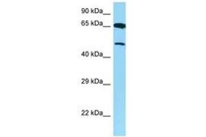 Image no. 1 for anti-Arginine Vasopressin Receptor 1B (AVPR1B) (AA 271-320) antibody (ABIN6748241) (AVPR1B antibody  (AA 271-320))