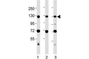 Western blot testing of MCM2 antibody at 1:2000 dilution. (MCM2 antibody  (AA 649-677))