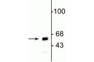 Western blot of HeLa cell lysate showing specific immunolabeling of the ~ 60 kDa mitochondrial protein. (Mitochondria antibody)